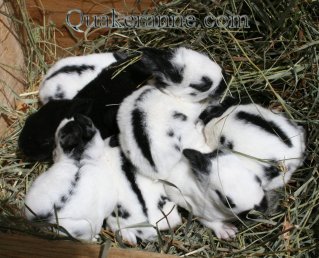 bunnies 1 week old
