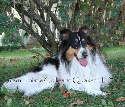 Bella of Quaker Farm, beautiful rough collie dog.
