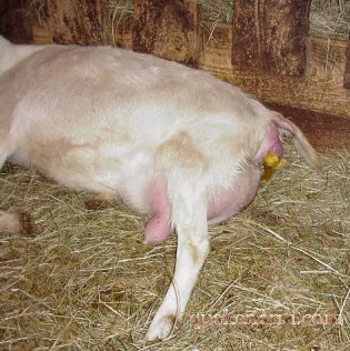 goat birth
