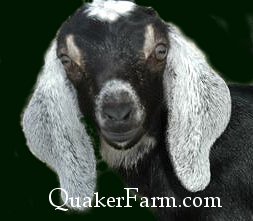 Quaker Farm adopt a dairy goat