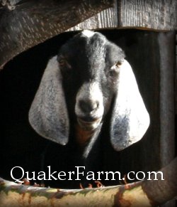 Nubian dairy goats are excellent milkers for the family homestead