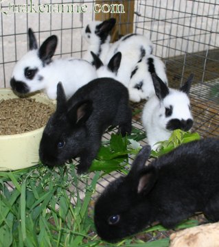 baby bunnies eating breakfast