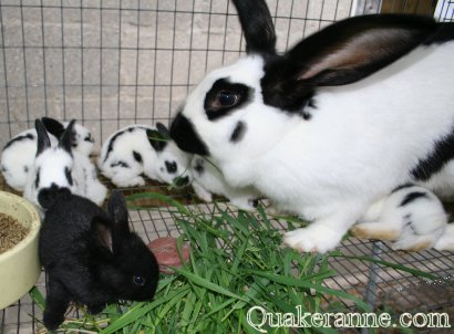 baby bunnies eating breakfast