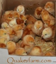 raising chickens