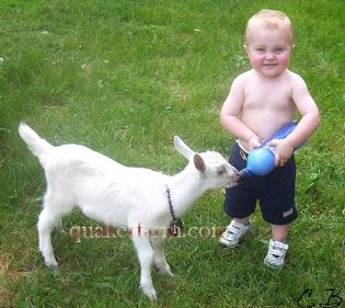 feeding a baby goat at Quaker Farm