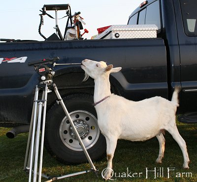 Quaker Farm goat