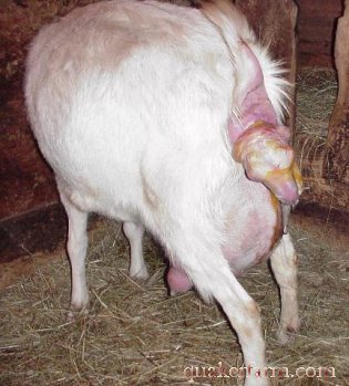 baby goat being born
