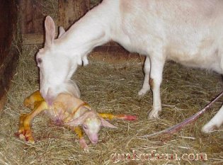 A baby goat is born