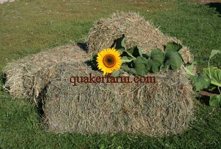 Natural mixed grass hay bales