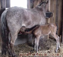 baby foal nursing