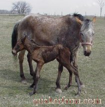 The baby foal stands up