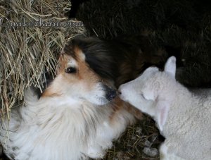 Lassie finds Orphan Annie