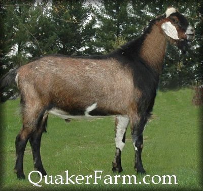 Nubian buck Saada King Gundobald