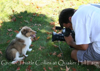 Quaker Farm, Michigan Collie dogs