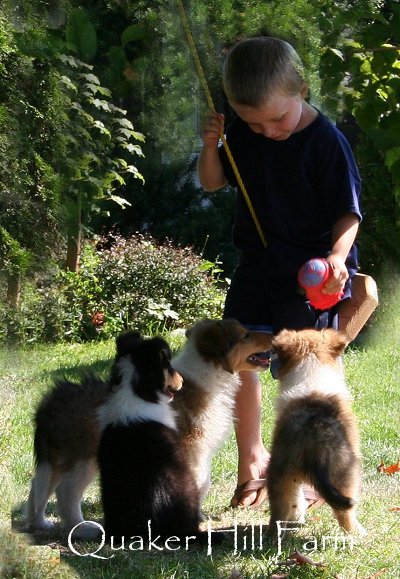 Collie puppies love to play at Quaker Farm