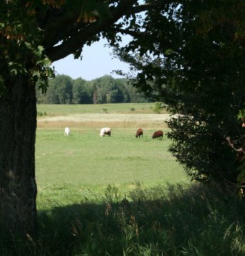 Pasture raised lamb, Harrisville, Quaker Hill Farm, Michigan