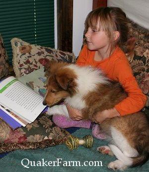 A Quaker Farm Collie puppy learning to be a reading dog for children