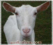 Saanen Dairy Goats, Harrisville, Michigan