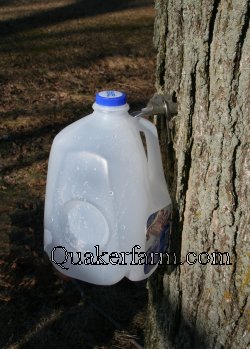 a milk jug works well to collect sap