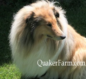 Danny is one of our Collies filmed for Animal Planet