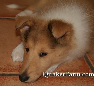 Quaker Farm Collie puppy