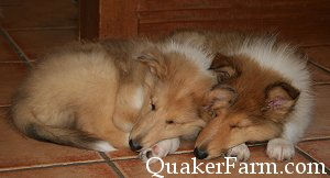 sleeping collie puppies at Quaker Farm