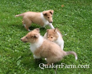Playing collie puppies at Quaker Farm