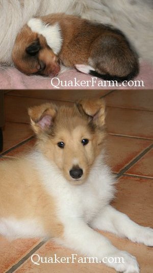 Collie puppy at Quaker Farm, Little Lassie, faithful collie and fun family friend