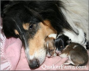 Quaker Farm newborn Collie pups